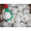Jinxiang ajo blanco puro 6.0-6.5cm